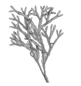 Kelp Botanical Illustration