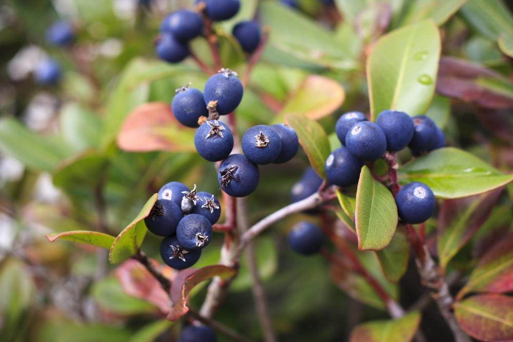 Bilberry is also called "wild blueberry"
