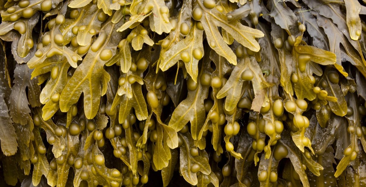 Bladderwrack kelp fronds