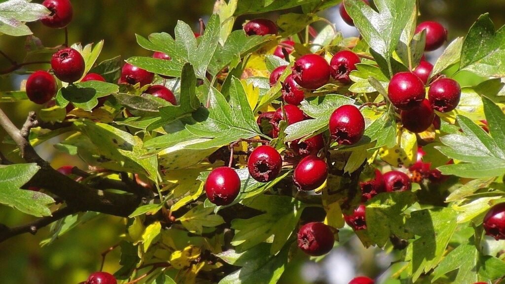 Hawthorn berries abound in healing properties.