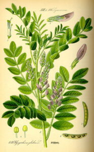 licorice guides herbal formulas