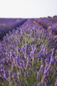 Lavender oil is antimicrobial