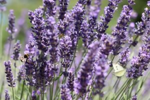 Lavender relaxes mind