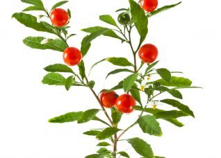 Ashwagandha improves athletic performance