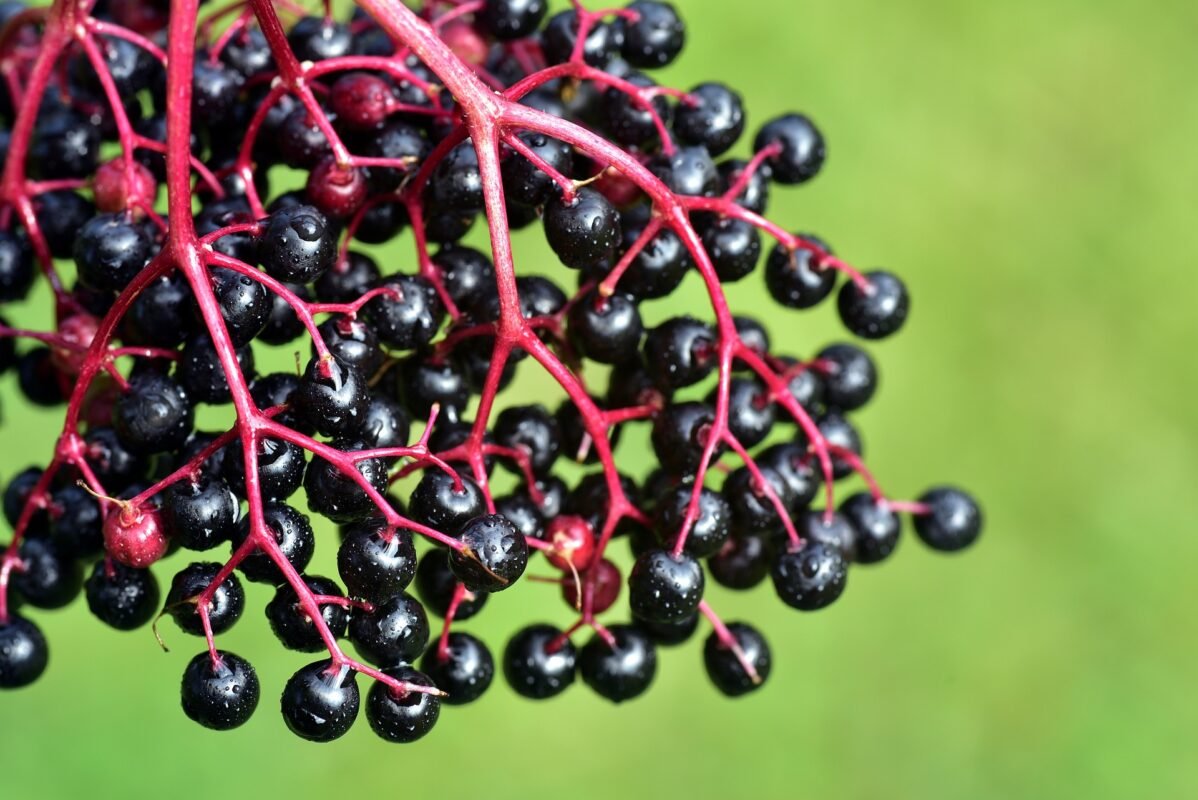 Elderberries are even more antioxidant than blueberries