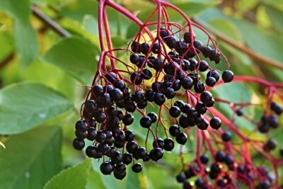 Elderberry protects against cold and flu