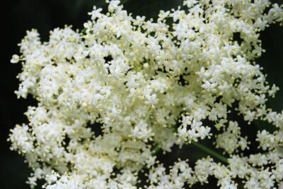 Elderberry contains anthocyanins