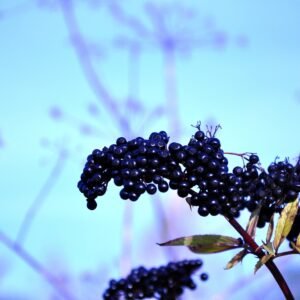 Elderberry protects the heart