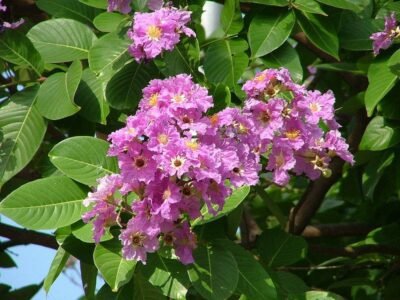 Banaba leaves reduce inflammation