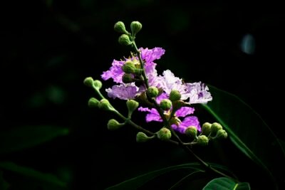 Banaba leaves fight obesity