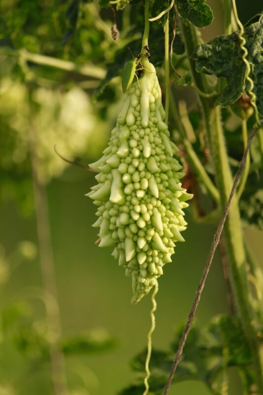 bitter melon lowers blood sugar