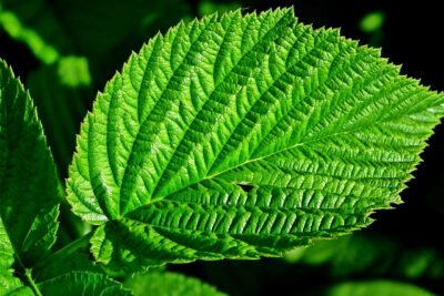 raspberry leaf tea nourishes the uterus