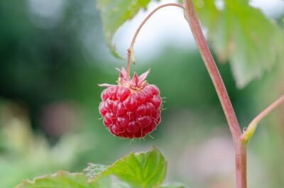 rubus idaeus