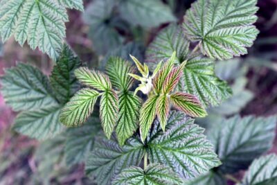 raspberry leaf contains tannins and fragarine