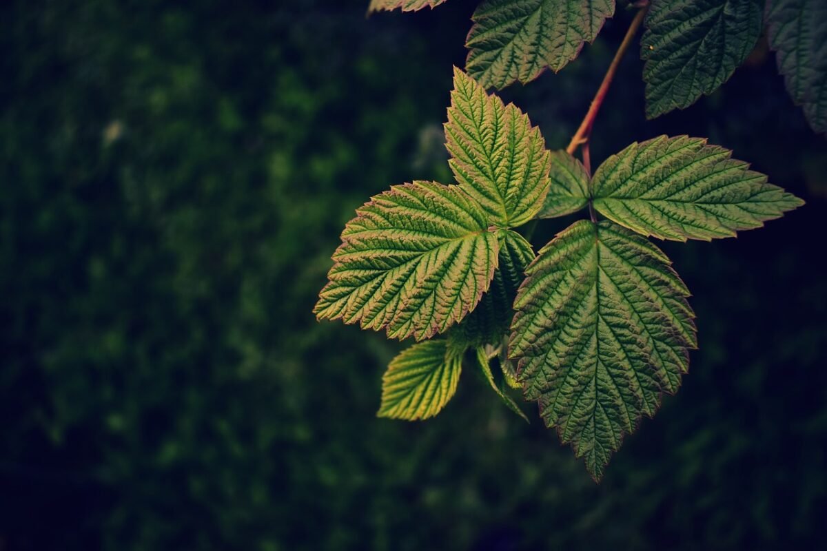 raspberry leaf for pregnancy