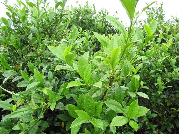 Camellia sinensis lowers glucose spikes