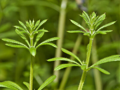 Cleavers stimulates lymphatic drainage