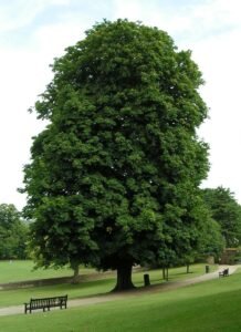 Horse Chestnut's main active constituent is aescin