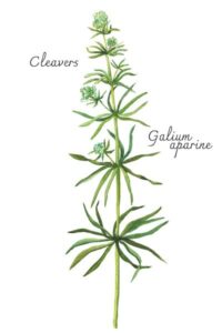 Cleavers prevents UTIs