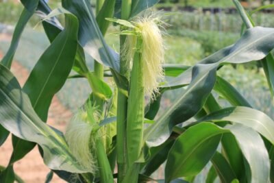 Corn Silk Releases Excess Fluids