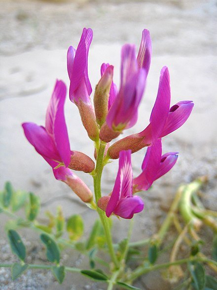 Astragalus root boosts energy