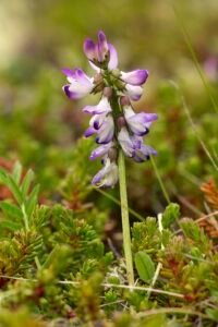 Astragalus boosts immunity