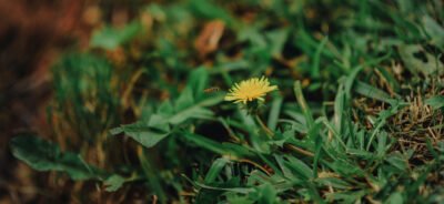 Dandelion supports detoxification