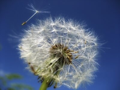 Dandelion root is antioxidant