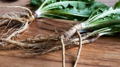 Dandelion lowers blood sugar