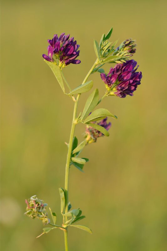 Alfalfa lowers high LDL cholesterol