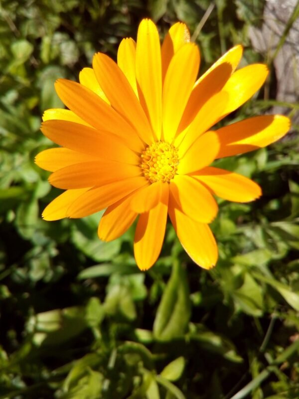 Calendula Stimulates Immunity