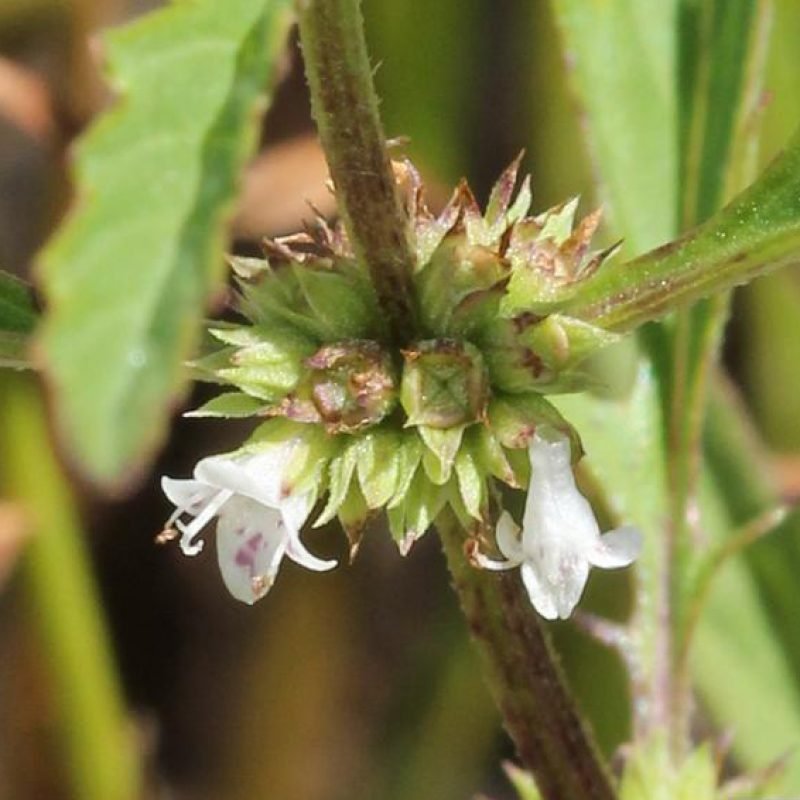 Bugleweed improves hyperthyroid symptoms