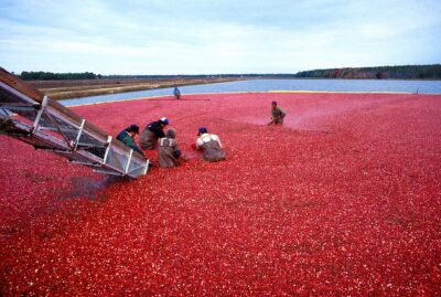 Cranberry prevents urinary tract infection