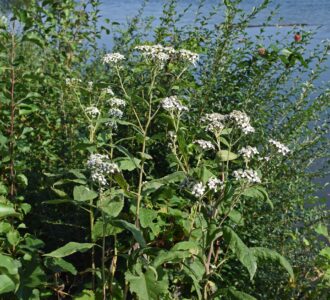 Boneset boosts immunity and fights the flu