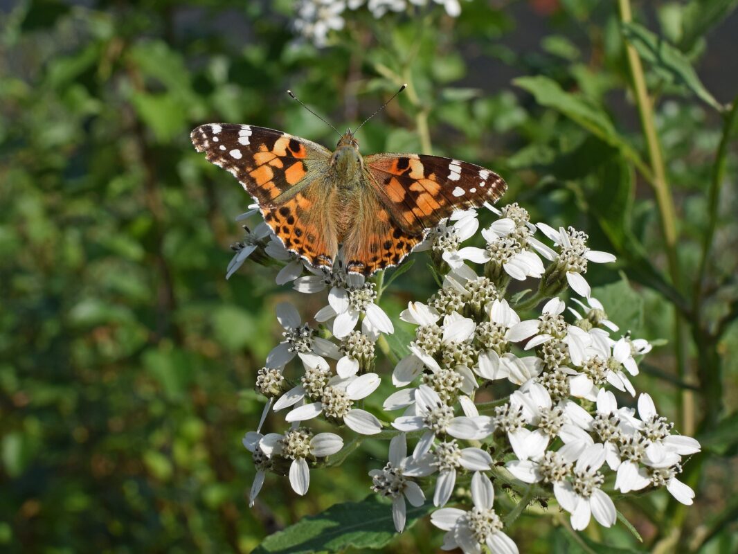 Boneset is anti-inflammatory