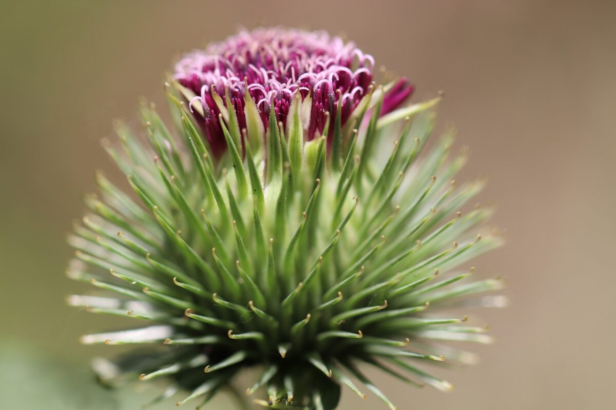 Burdock improves digestion and detoxifies