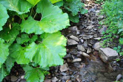 Burdock root reduces inflammation