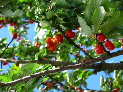 Cherry fights gout