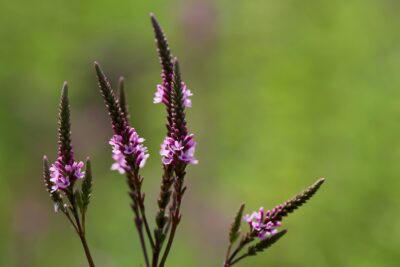 Vervain Tea for Women's Health