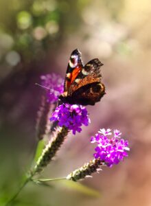 Vervain Supports Women's Health