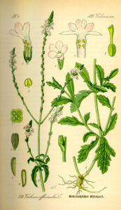 Vervain Supports Women's Health