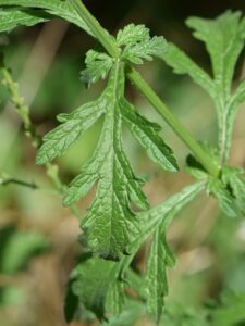 Vervain Supports Women's Health