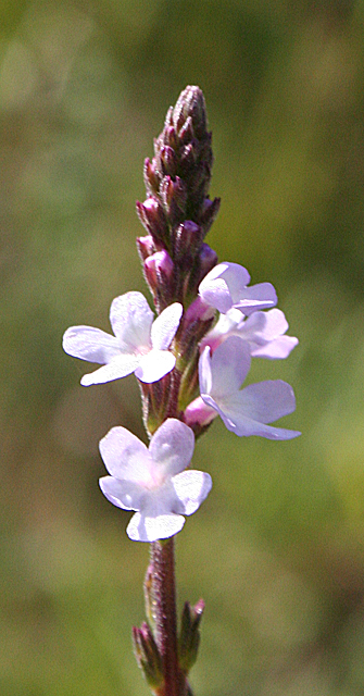 Vervain Supports Women's Health
