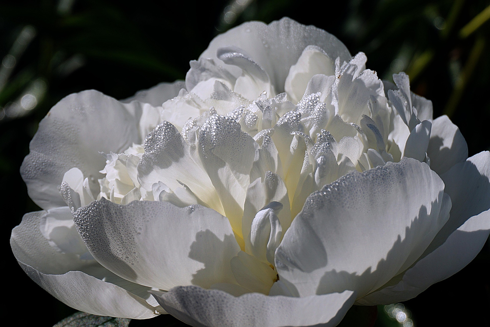White Peony PCOS Tea