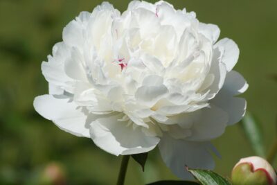 White Peony PCOS Tea