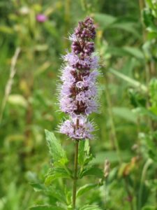 Spearmint PCOS tea