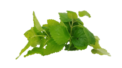 Spearmint PCOS tea