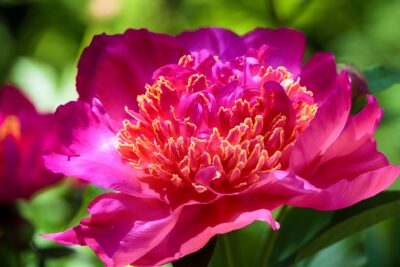 White Peony PCOS Tea