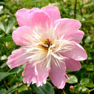 White Peony PCOS tea