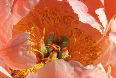 White Peony PCOS tea